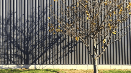 Посадка дерев біля межі — як уникнути проблем із сусідами - 285x160