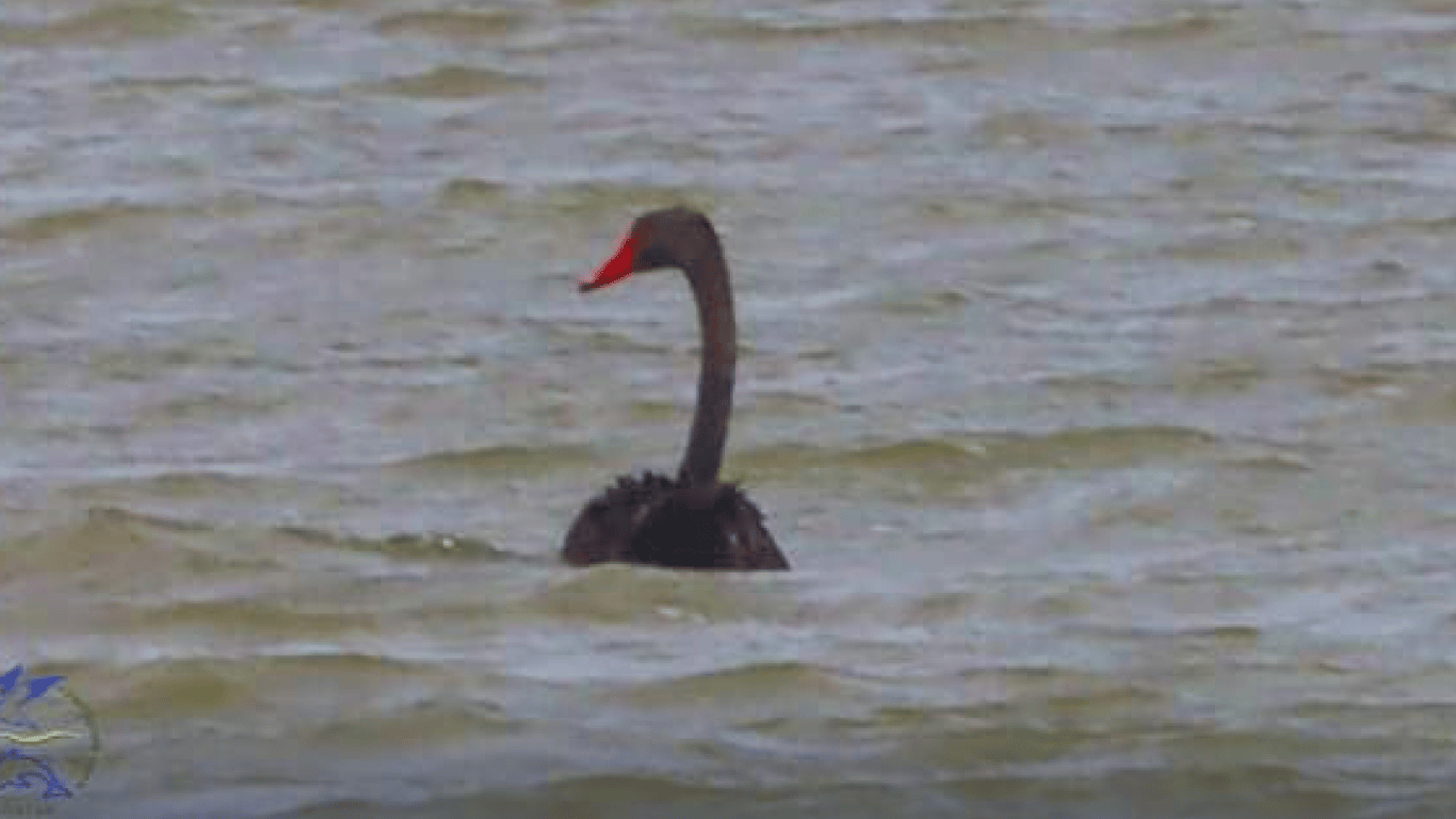 В нацпарке "Тузловские лиманы" заметили редкого черного лебедя