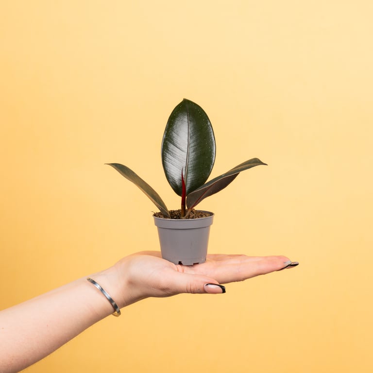 Маленький фикус