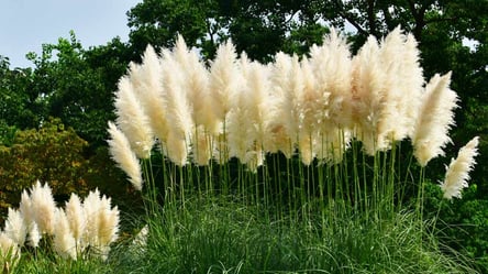 Растения-паразиты — шесть культур, которые уничтожают ваш сад - 285x160