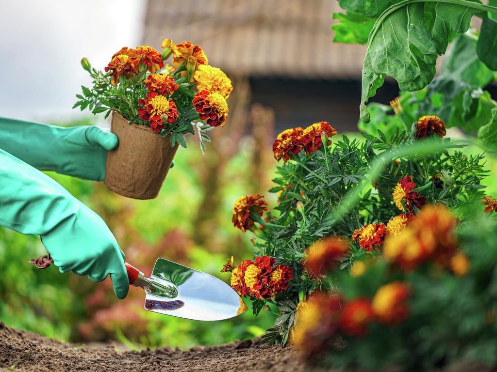 Бархатцы в руке