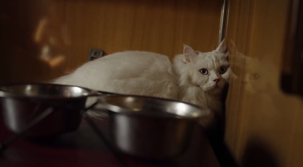 Евакуаційний потяг з Покровська став рекордним – люди покидали домівки, але не своїх тваринок - фото 1