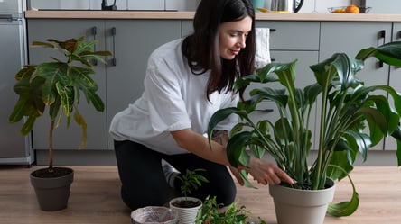 Підживлення кімнатних рослин у грудні — список - 290x160