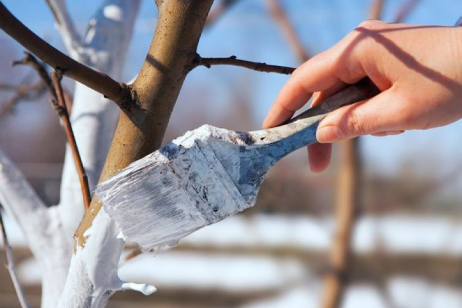 Процесс побелки дерева в саду