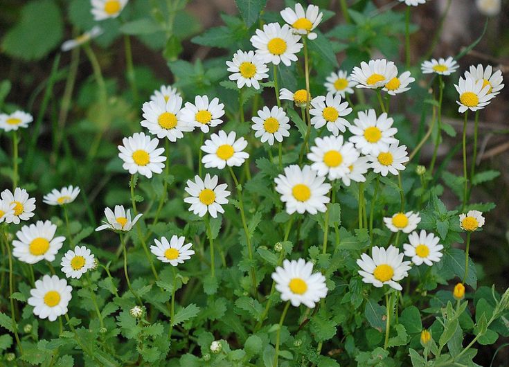 Красивая садовая ромашка