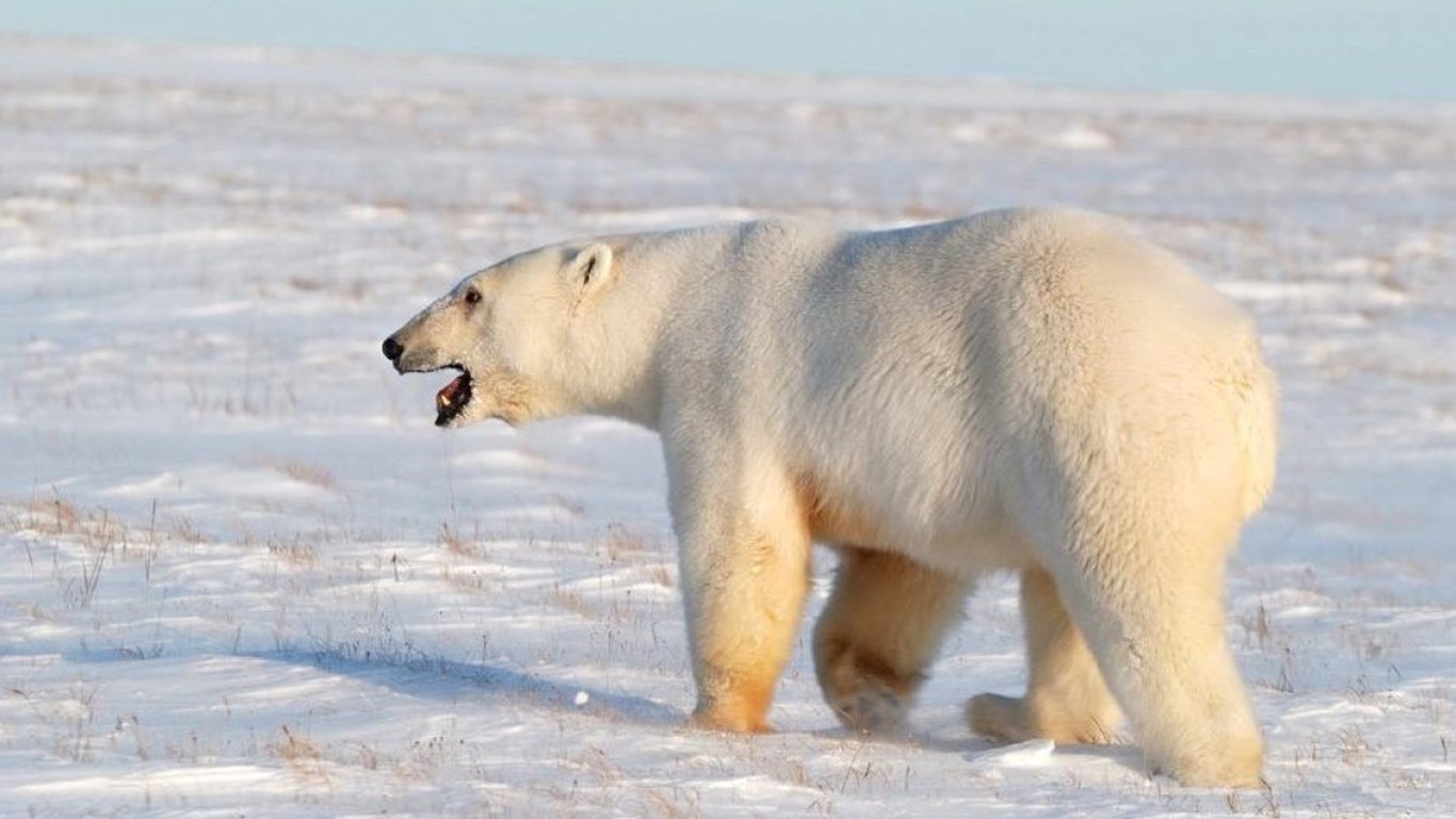 На Аляске белый медведь убил двух человек