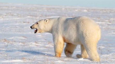 На Алясці білий ведмідь роздер жінку з дитиною: деталі моторошної історії - 285x160