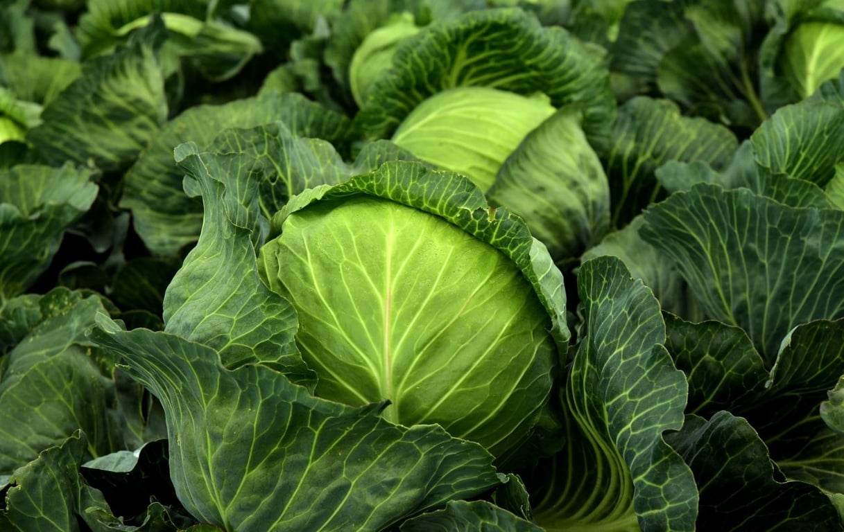 Капуста на огороде
