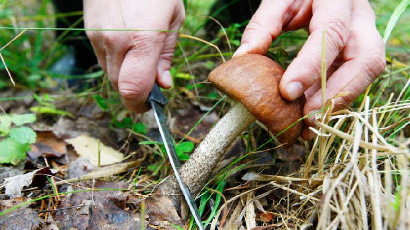 На Львовщине супруги отроились грибами: умерла женщина