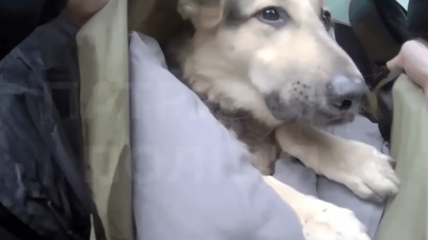 Хмельницкая полиция показала видео спасения собаки, пострадавшей в результате ДТП