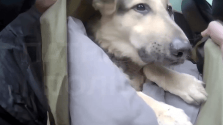 Хмельницька поліція показала відео порятунку собаки, яка постраждала внаслідок ДТП - 285x160