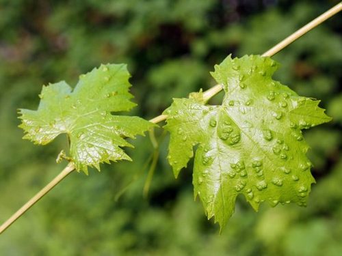 Виноградные листья, пораженные войлочным клещом