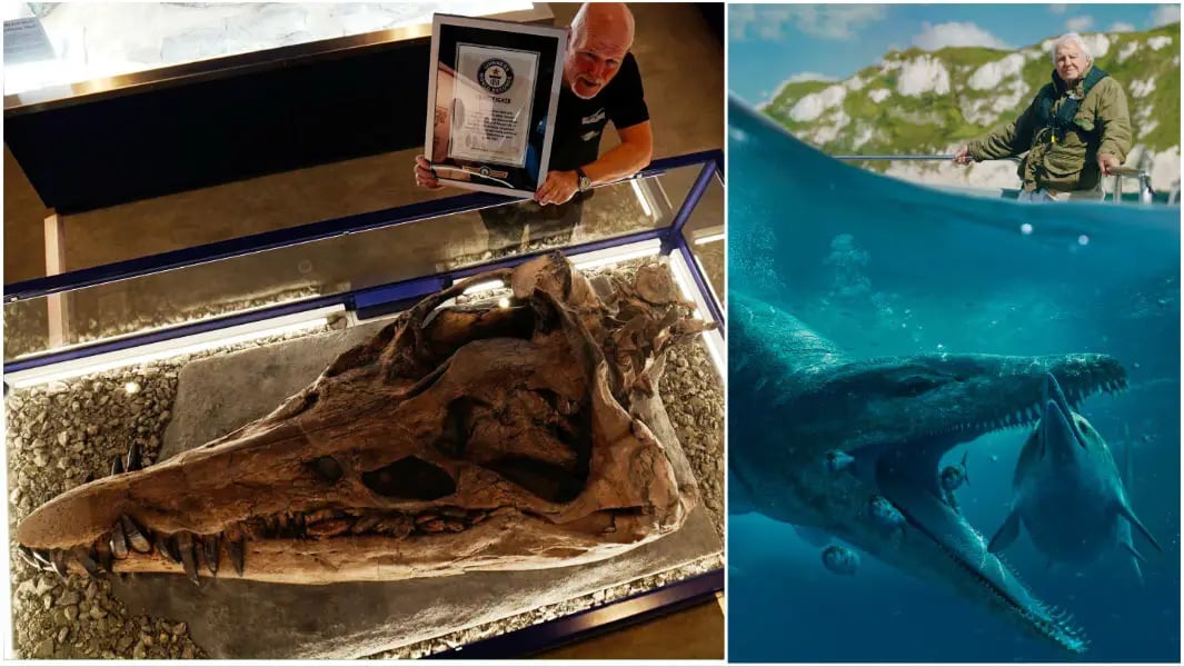 Кому належить найбільший череп у світі та чим він унікальний — фото і відео