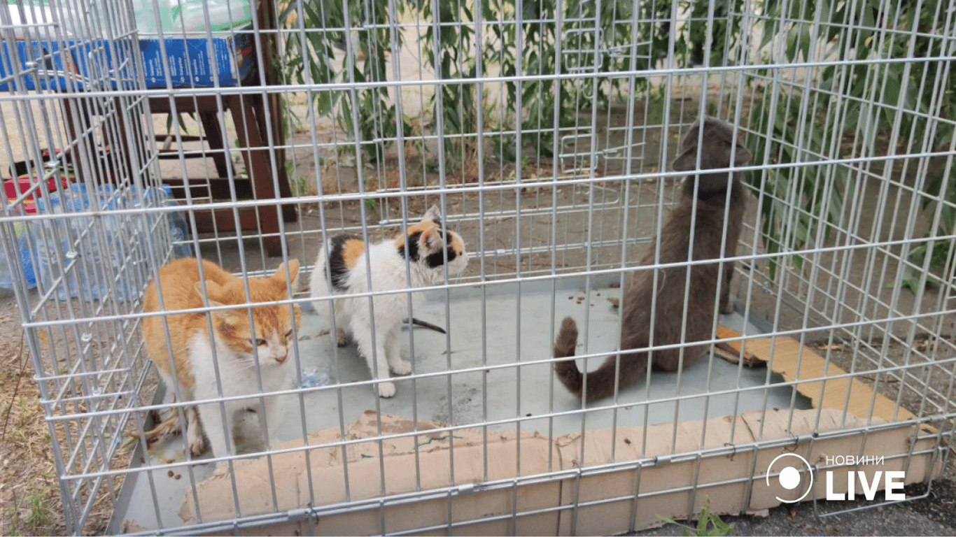 Собаки, коты и черепахи: спасение животных в Херсонской области