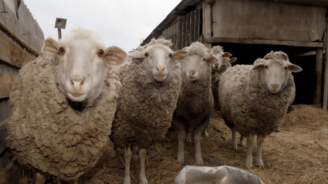 Оптическая головоломка — найдите кота среди овец за 5 секунд