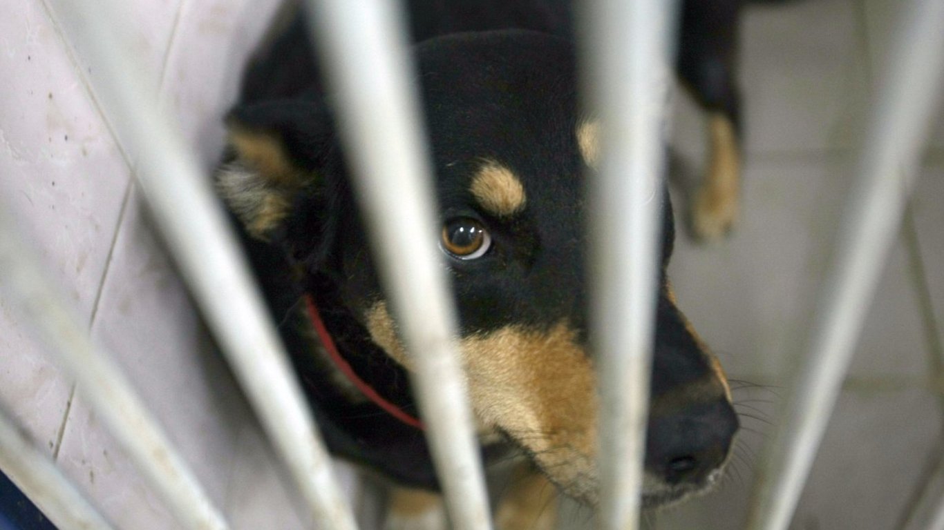 В Харьковской области полицейские спасли 15 собак от горе-владелицы