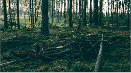 Поваленные деревья на обочине — можно ли забирать на дрова в 2025 - 285x160