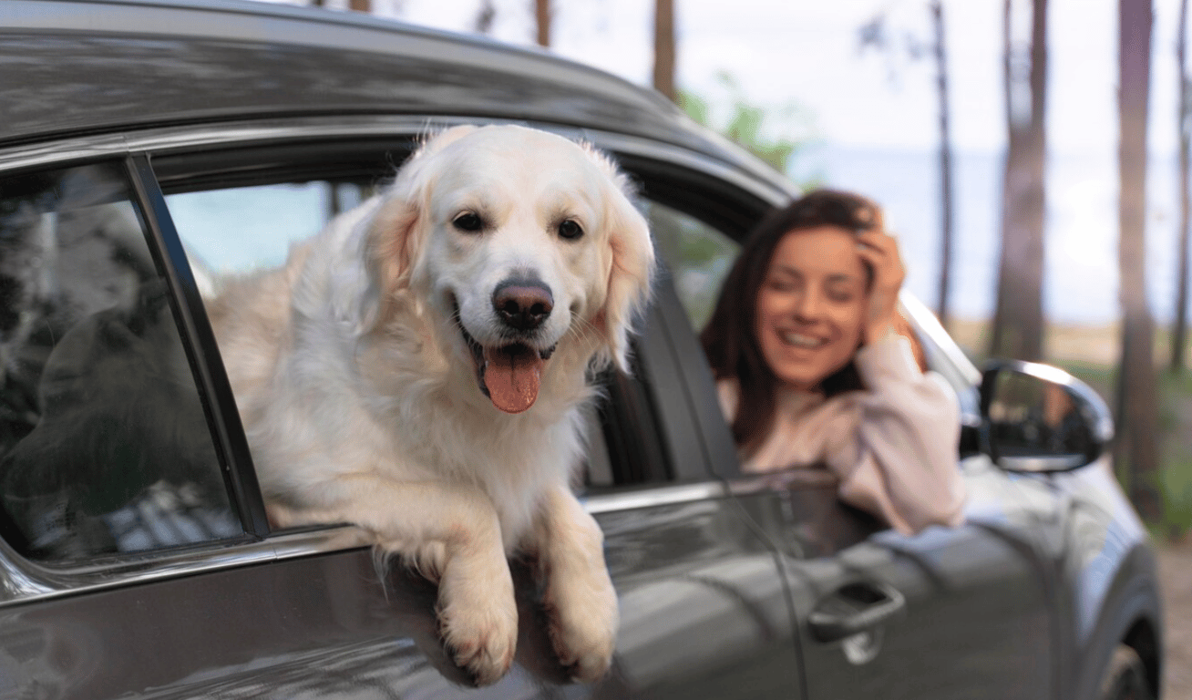Собака породы Золотистый ретривер, сидящая в машине