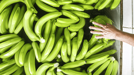 Можно кушать даже недозревшими: медики раскрыли неожиданную пользу зеленых бананов - 285x160