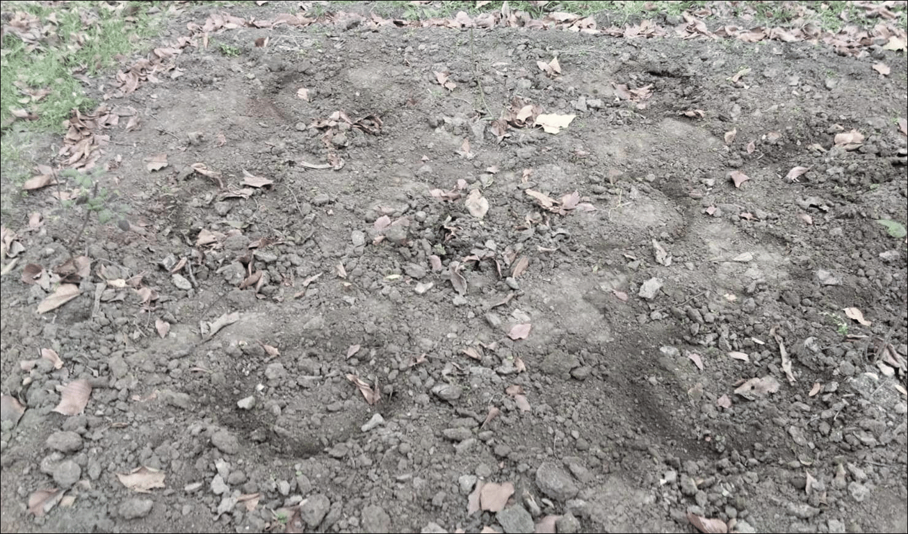 Дерзкий вандализм — в Одессе украли целую клумбу цветов - фото 2