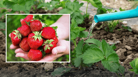 Підживіть цим полуницю у березні 2026 — солодких ягід буде море - 285x160