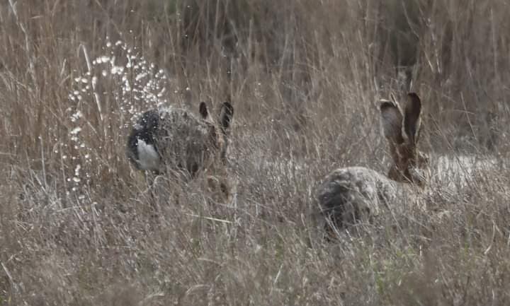 У нацпарку на Одещині побільшало зайців - фото 1