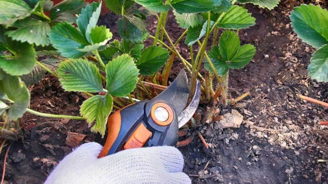 Садівник підрізає листя полуниці.