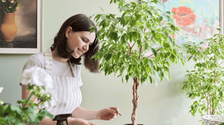 Пишний фікус без зусиль — правильна обрізка та живцювання - 285x160