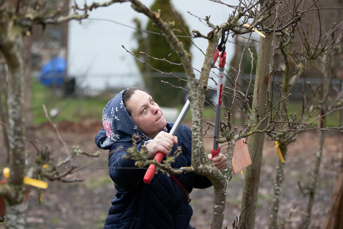 Когда обрезать яблони осенью — погодные условия