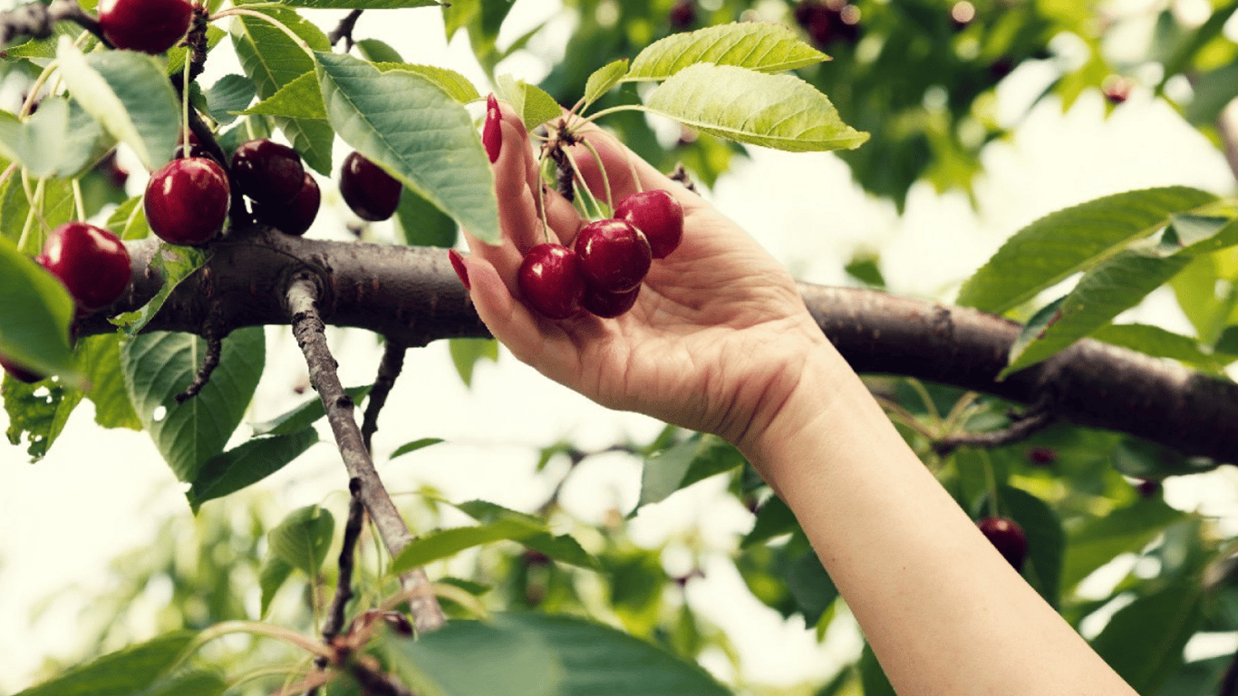 Чим підживлювати дерева вишні та черешні навесні 2024 — найдієвіші поради для садівників