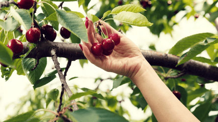 Ягоды будут слаще сахара — чем подкормить деревья вишни и черешни весной - 290x166