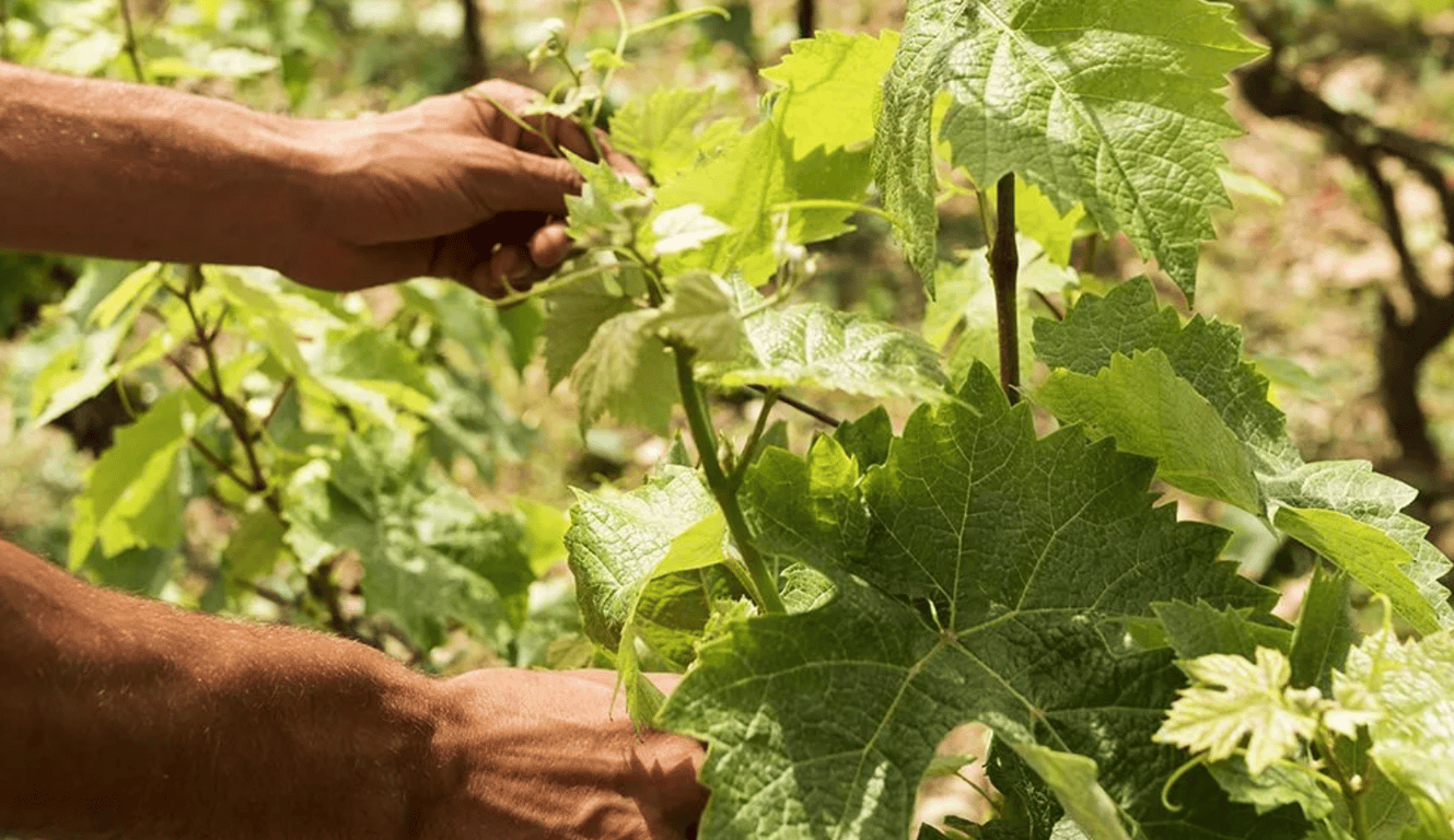Господар підв'язує виноград.
