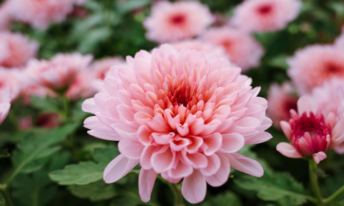 Хризантемы