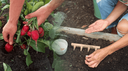 Эти дни октября подарят богатый урожай редиса — когда сеять овощ - 285x160