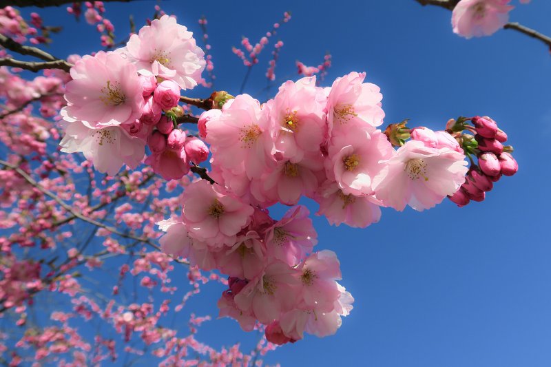 Ветви дерева сакуры на фоне неба