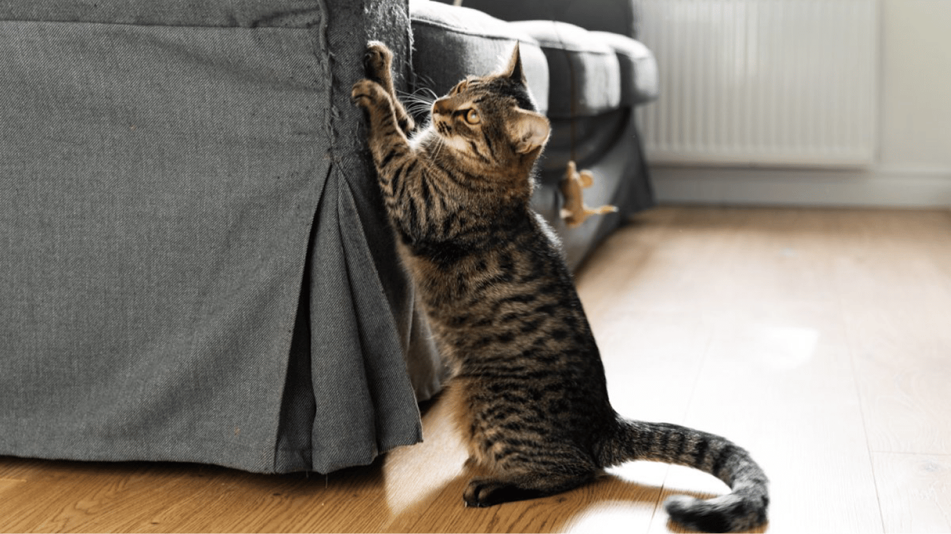 Як відучити кота дерти меблі та шпалери — простий та дієвий спосіб