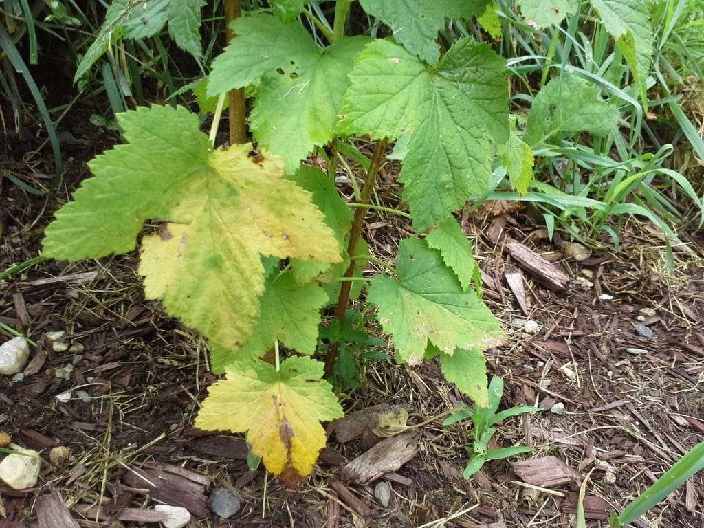 Головні причини пожовтіння листя смородини в червні