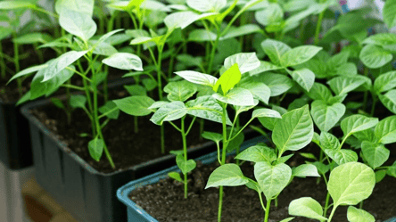 Лісовий ґрунт для розсади — як зібрати й підготувати восени - 285x160