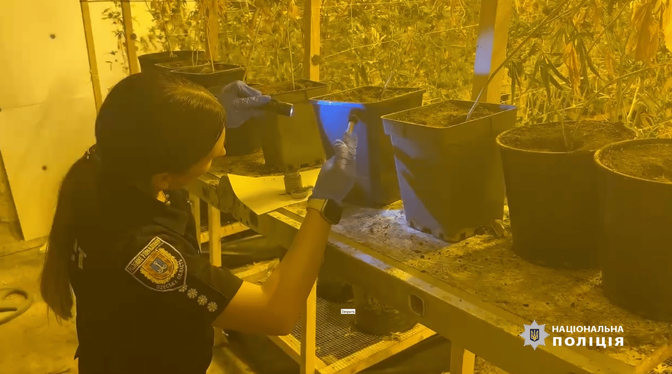 Выращивал для себя — в Одессе разоблачили наркоаграрию - фото 2