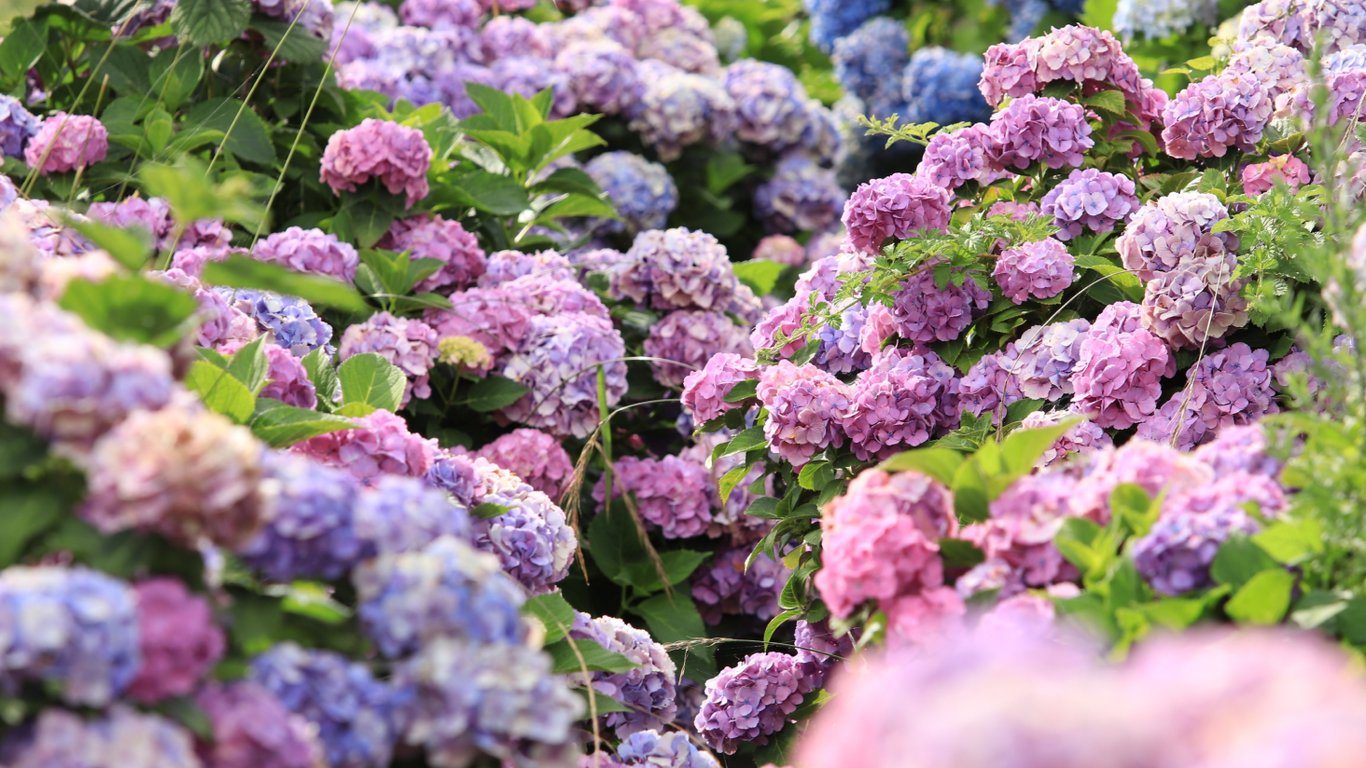Гортензії у саду.