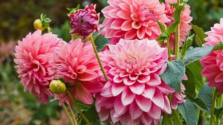 Вереснева обрізка жоржин — як отримати пишні квіти навесні - 285x160