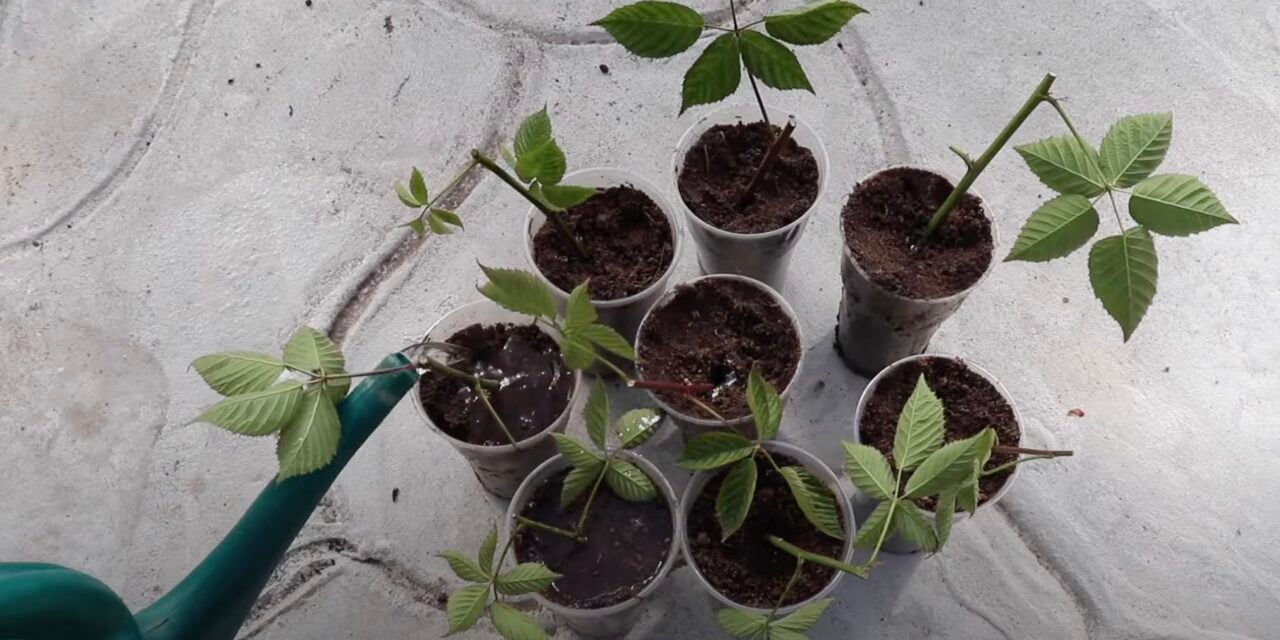 Полив емкостей с черенками внутри