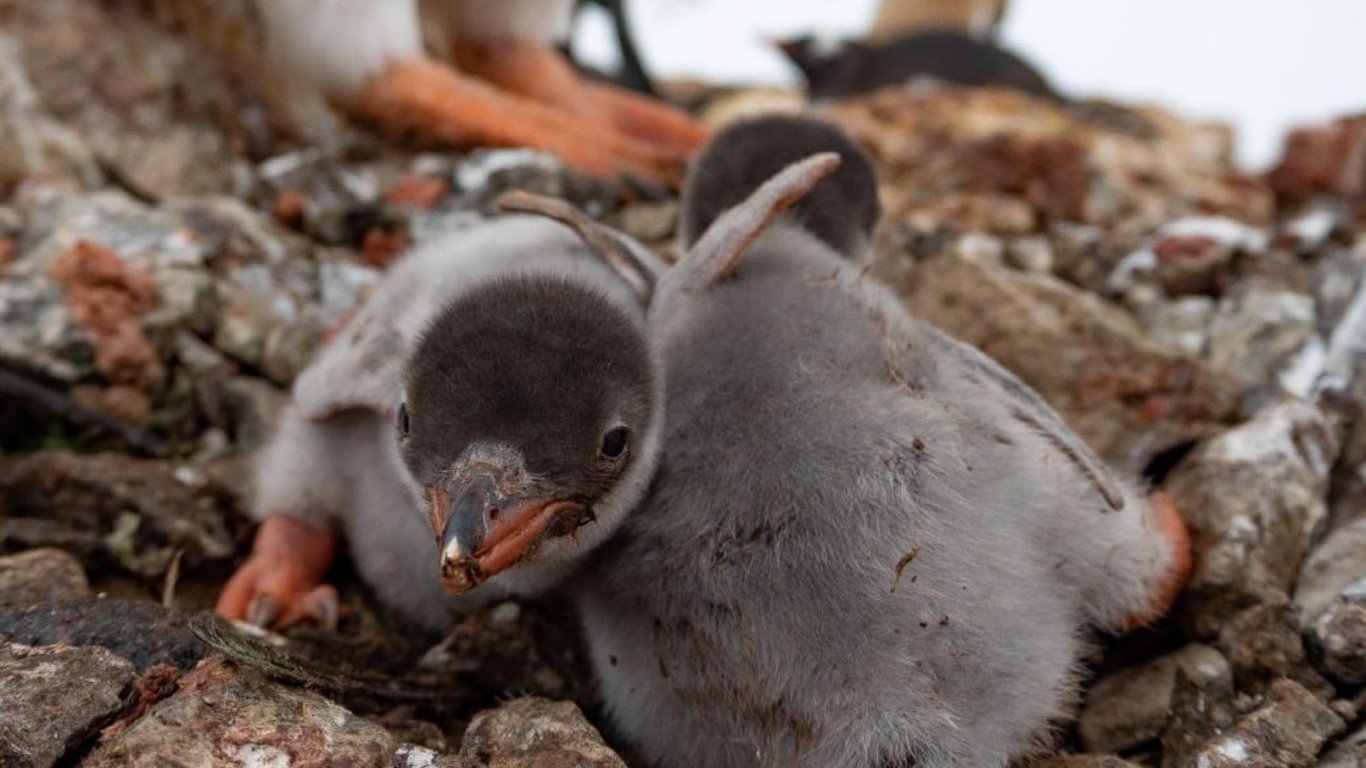 Беби-бум на станции Академик Вернадский — появились первые субантарктические пингвинята