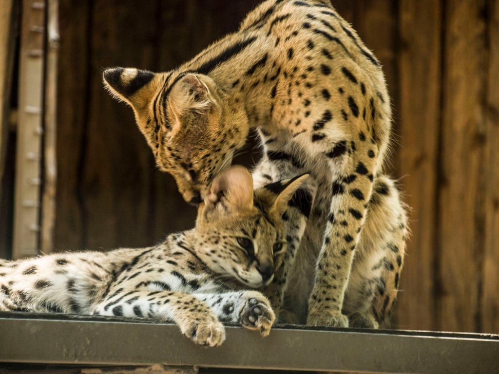 В Одесі оберуть пару року 