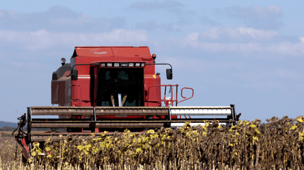 Ціни на соняшник в Україні — скільки коштує тонна зерна в липні - 285x160