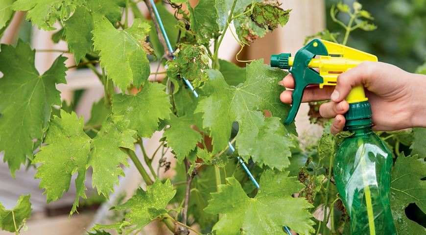 Процесс опрыскивания листьев винограда