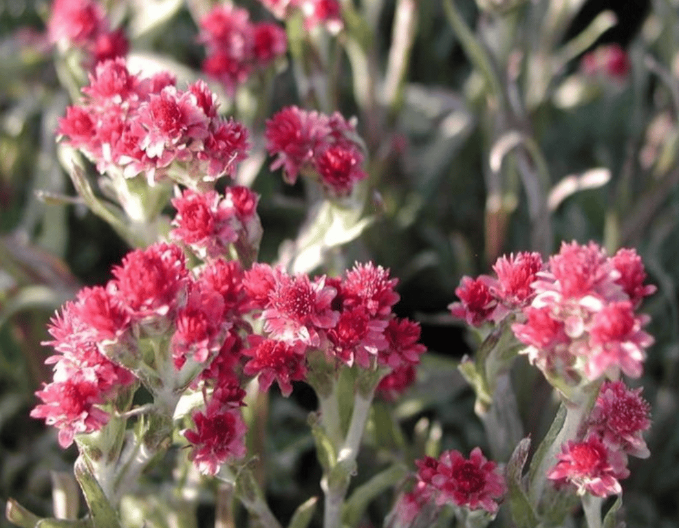 Кошачья лапка