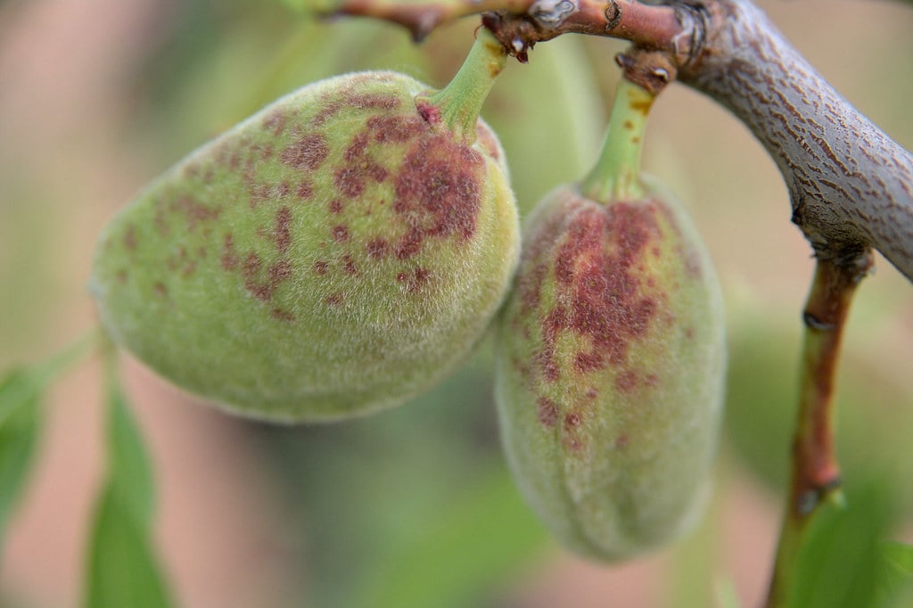 Клястероспориоз