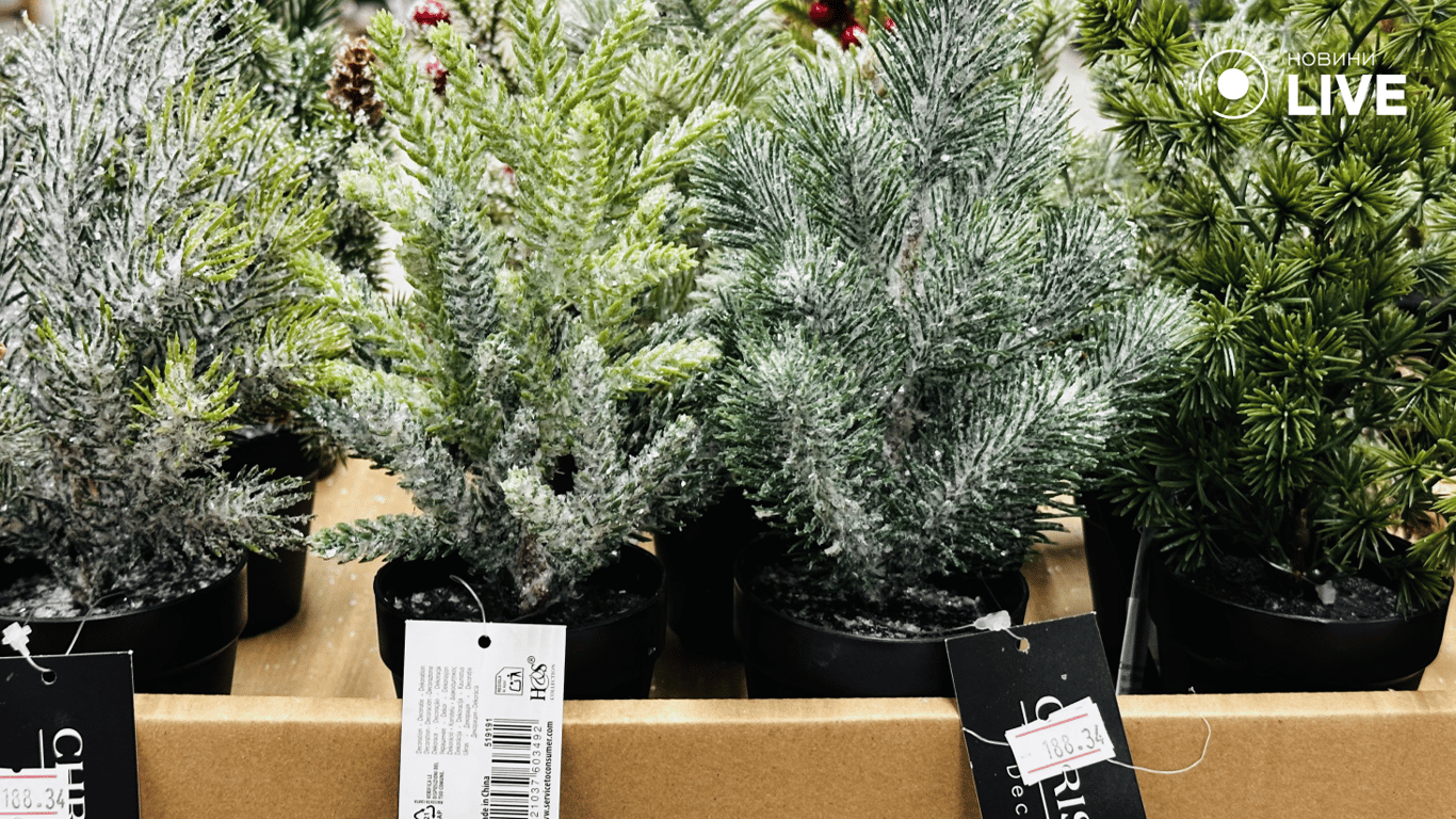 Ялинки в горщиках на продаж у магазині Одеси