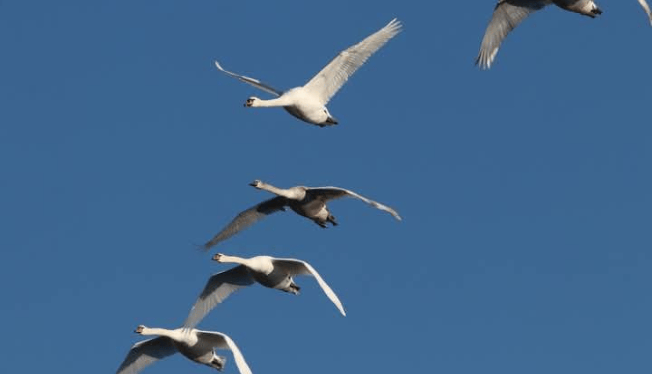 На Одещині помітили тундрових лебедів — які вони - фото 1